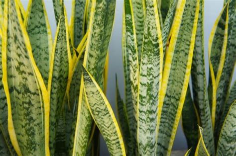 beamtenspargel|Sansevieria trifasciata – Wikipedia